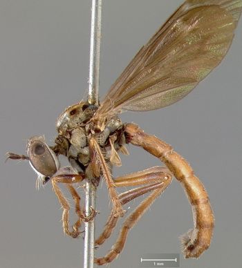 Media type: image;   Entomology 12830 Aspect: habitus lateral view